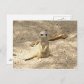 Marvelous Meerkat Postkarte (Vorne/Hinten)