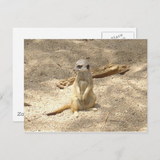 Marvelous Meerkat Postkarte (Vorne/Hinten)