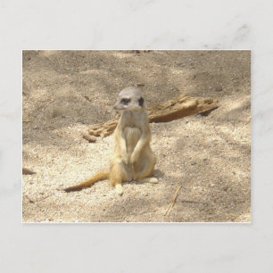 Marvelous Meerkat Postkarte