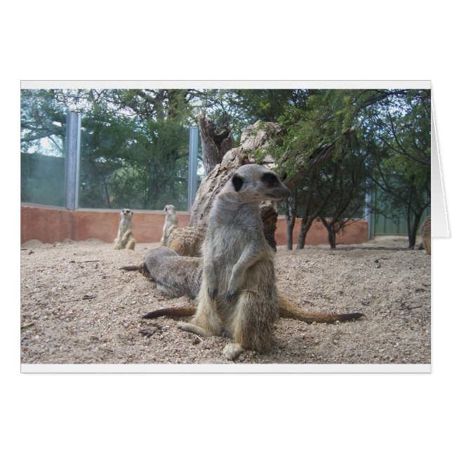 Marvelous Meerkats (Vorderseite (Horizontal))