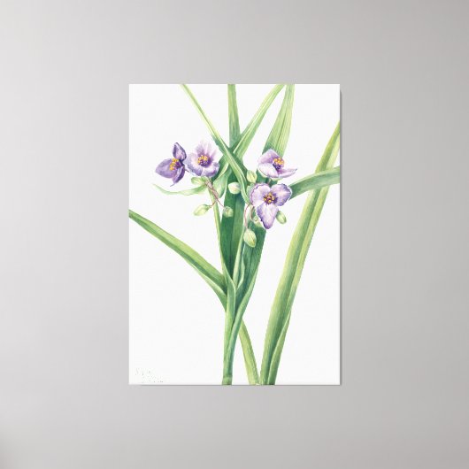 Mary Vaux Walcott art Leinwanddruck (Vorderseite)