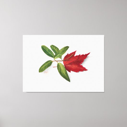 Mary Vaux Walcott painting Leinwanddruck (Vorderseite)