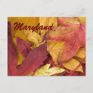 Maryland Autumn Leaves Postcard Postkarte