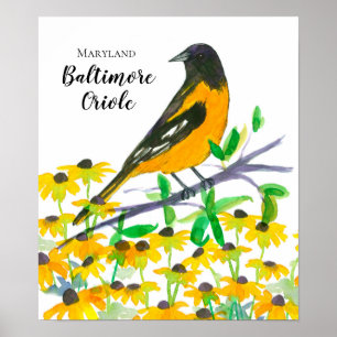 Maryland Baltimore Oriole Black Mit Augen Susans Poster