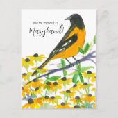 Maryland Baltimore Oriole Postkarte (Vorderseite)