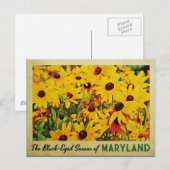 Maryland Black-Mit Augen Susans Postkarte (Vorne/Hinten)