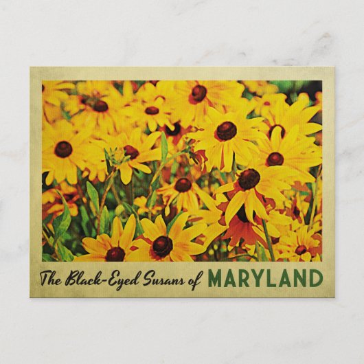 Maryland Black-Mit Augen Susans Postkarte (Vorderseite)
