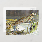 Maryland Blue Crab Postkarte (Vorne/Hinten)