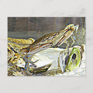 Maryland Blue Crab Postkarte