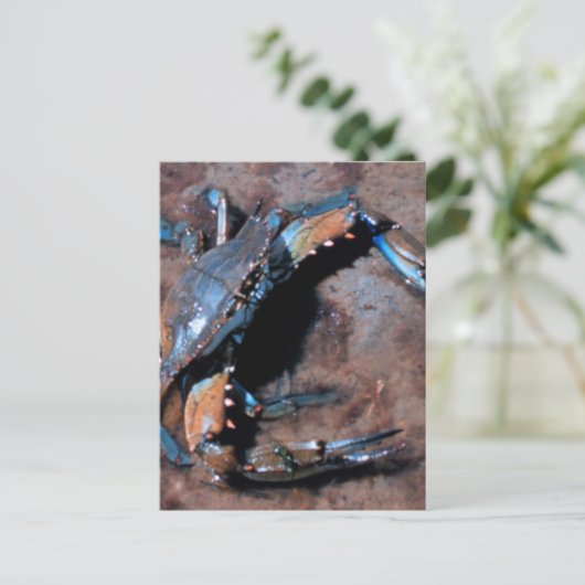 Maryland Blue Crab Postkarte (Stehend Vorderseite)