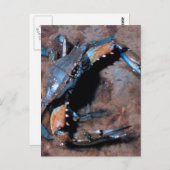 Maryland Blue Crab Postkarte (Vorne/Hinten)