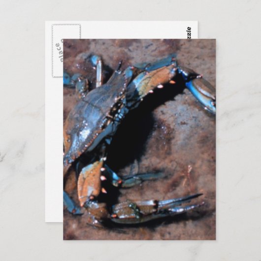 Maryland Blue Crab Postkarte (Vorne/Hinten)