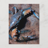 Maryland Blue Crab Postkarte (Vorderseite)