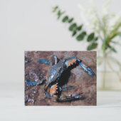 Maryland Blue Crab Postkarte (Stehend Vorderseite)