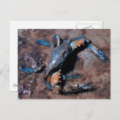 Maryland Blue Crab Postkarte (Vorne/Hinten)