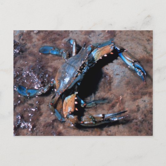 Maryland Blue Crab Postkarte (Vorderseite)
