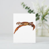 Maryland Blue Crab Postkarte (Stehend Vorderseite)