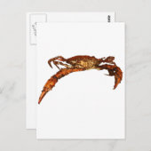 Maryland Blue Crab Postkarte (Vorne/Hinten)