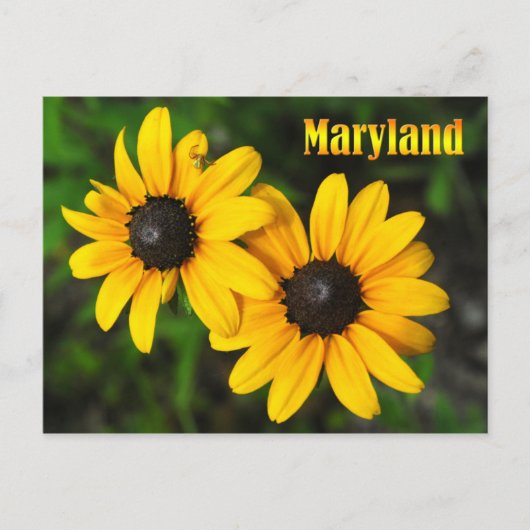 Maryland Staat Blume: Schwarz-mit Augen Susan Postkarte (Vorderseite)