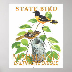Maryland Territory Bird The Icterus galbula Poster