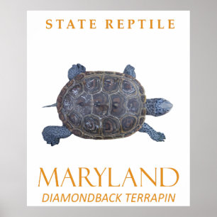 Maryland Territory Reptile the Freshwater Turtle Poster