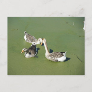 März 4 (59) Postkarte