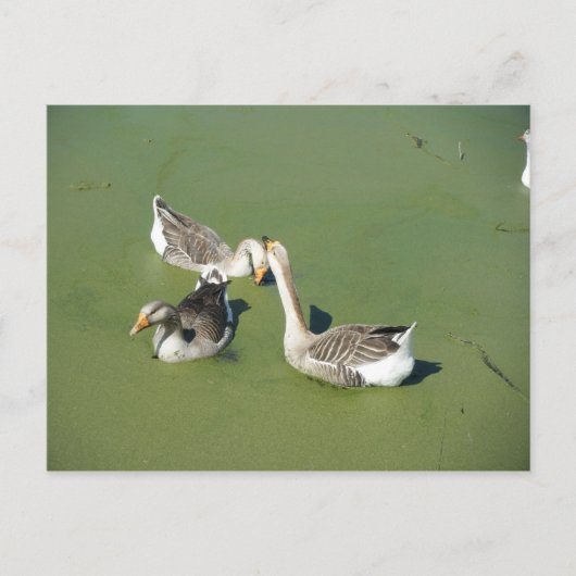 März 4 (59) Postkarte (Vorderseite)