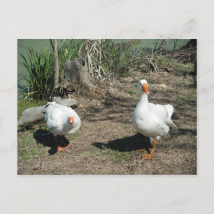 März 4 (63) Postkarte
