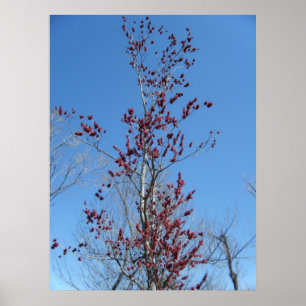 März 4._Farbiger Roter Baum Poster