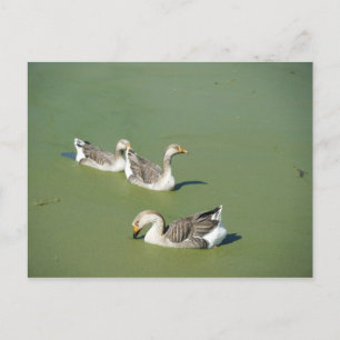 März 4. postkarte
