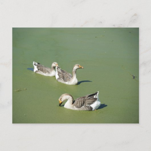 März 4. postkarte (Vorderseite)