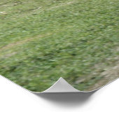 März 4th_Park Ducks Poster (Ecke)