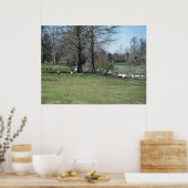 März 4th_Park Ducks Poster (Küche)