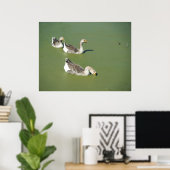 März 4th_Swamp Ducks #2 Poster (Heimbüro)