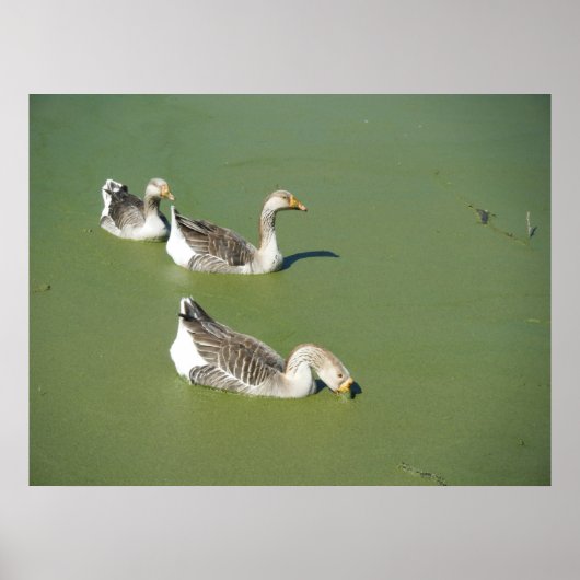 März 4th_Swamp Ducks #2 Poster (Vorne)