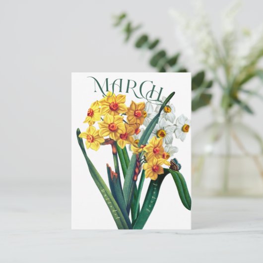 März Blume Jonquil Daffodil Extravagant Postkarte (Stehend Vorderseite)