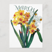März Blume Jonquil Daffodil Extravagant Postkarte (Vorderseite)