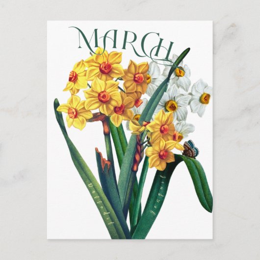 März Blume Jonquil Daffodil Extravagant Postkarte (Vorderseite)
