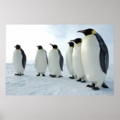 März der Pinguine Poster (Vorne)