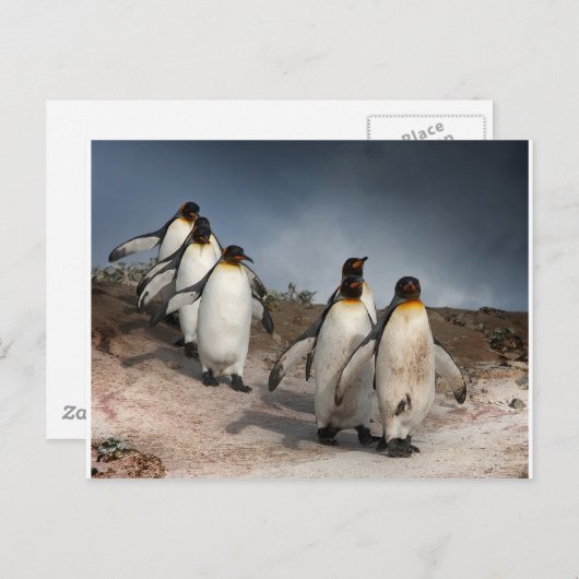 März der Pinguine Postkarte (Vorne/Hinten)