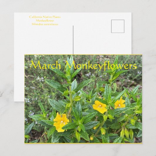 März Monkeyblumen Postkarte (Vorne/Hinten)