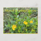 März Monkeyblumen Postkarte (Vorderseite)