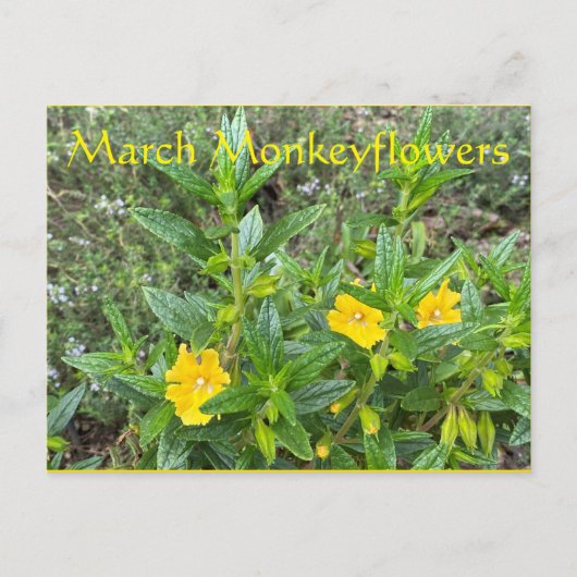 März Monkeyblumen Postkarte (Vorderseite)