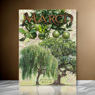 März Month Treeping Willow Limon Oak Postkarte
