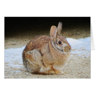 März Rabbit