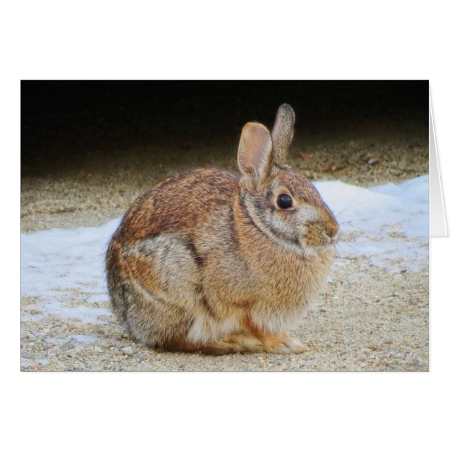 März Rabbit (Vorderseite (Horizontal))