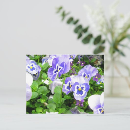 März Stiefmütterchen Postkarte (Stehend Vorderseite)