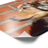 MAS Rote Merle Fotodruck (Ecke)