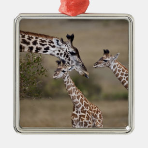 Masai-Giraffe (Giraffe Tippelskirchi) Silbernes Ornament