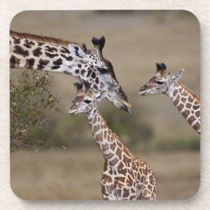 Masai-Giraffe (Giraffe Tippelskirchi) Untersetzer